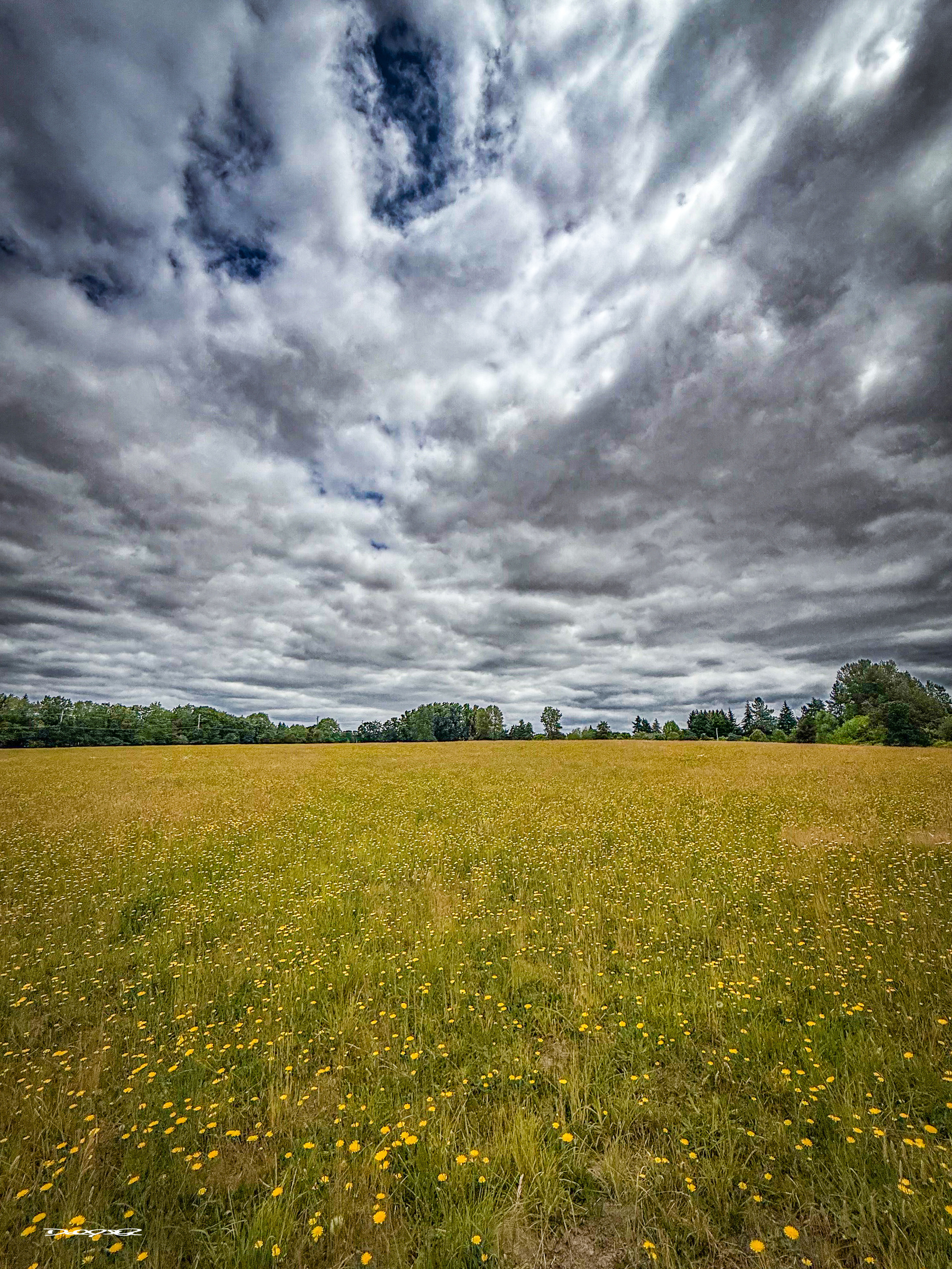 A field of wildflowers under a cloudy sky stretches into the distance.