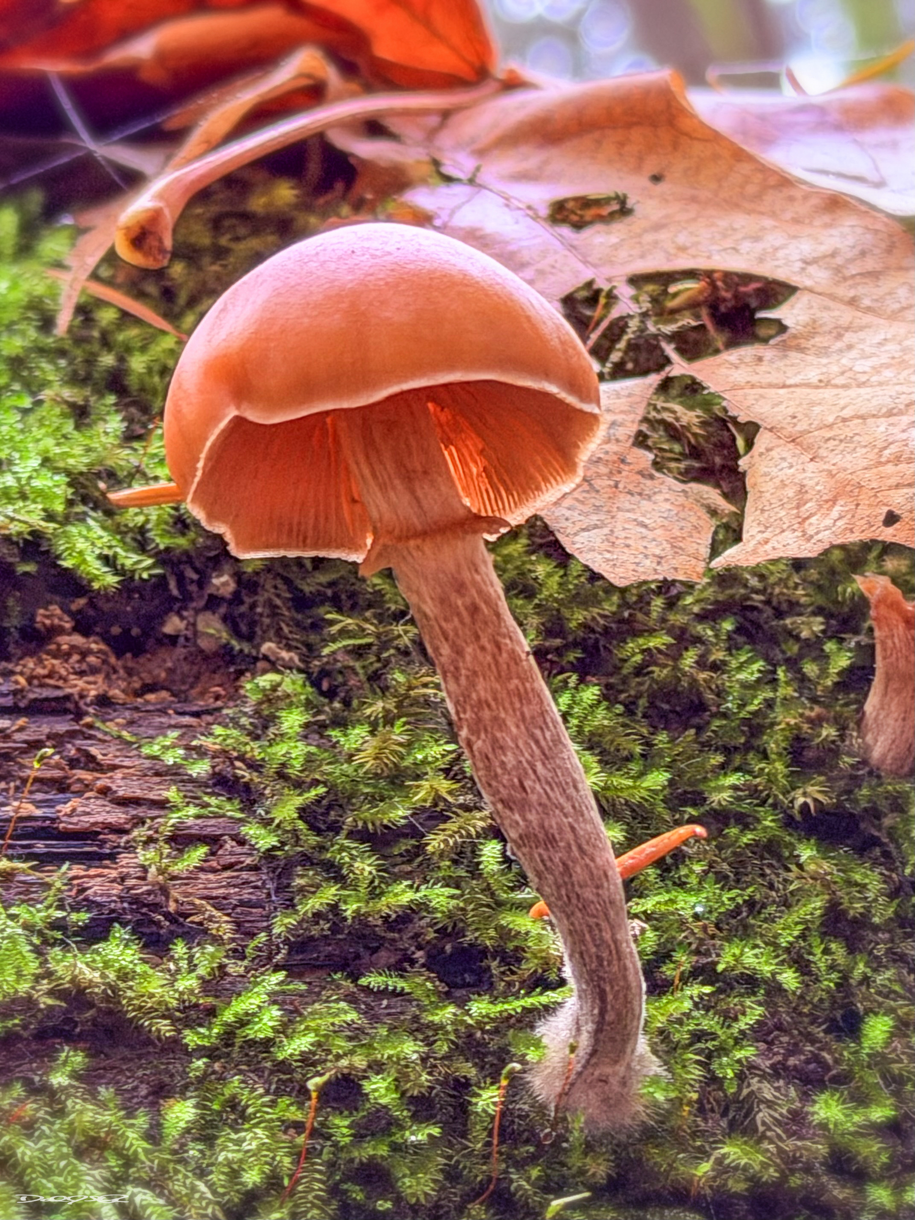 A mushroom is growing amidst green moss and fallen autumn leaves.