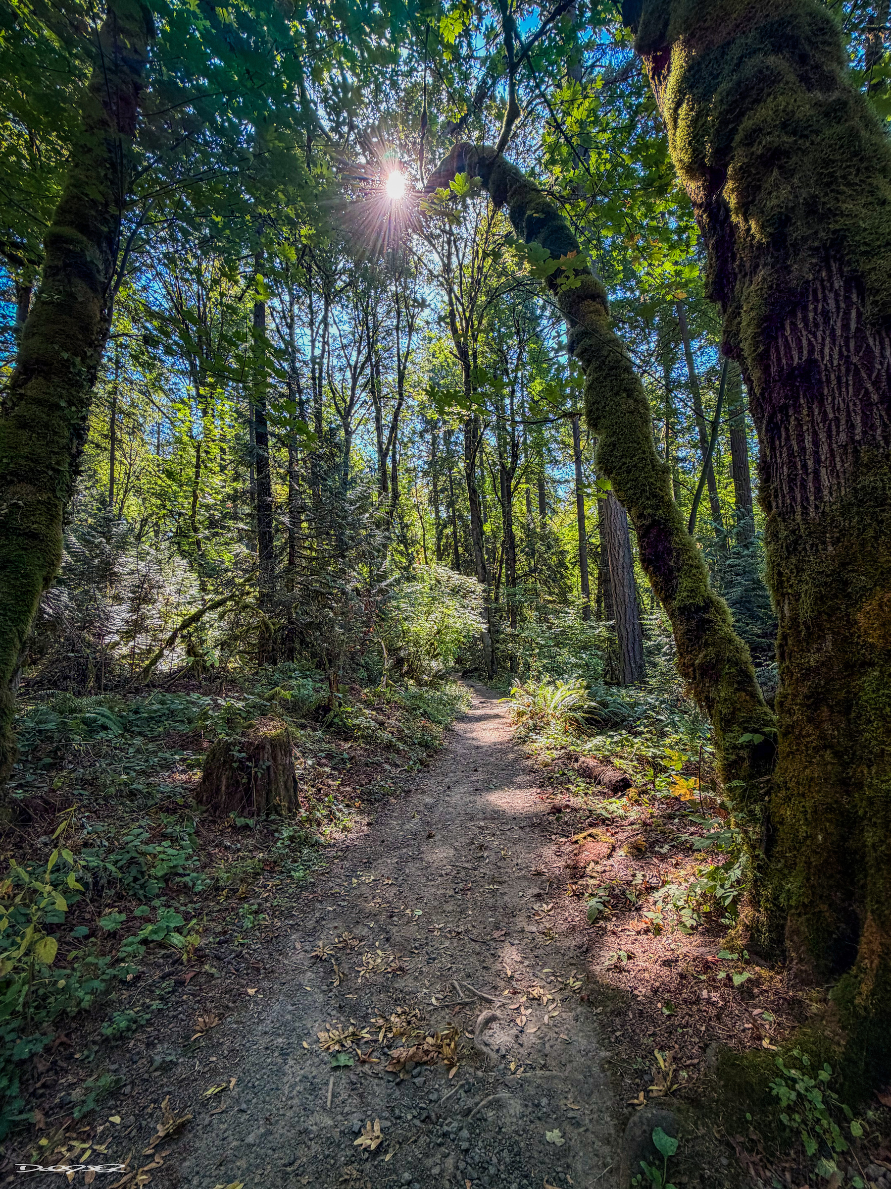 Equinox hike in Tryon Creek State Park Natural Area. Hiking trail leads through the forest and a downed tree points directly at the a sunburst formed by the bright sun in the blue sky.