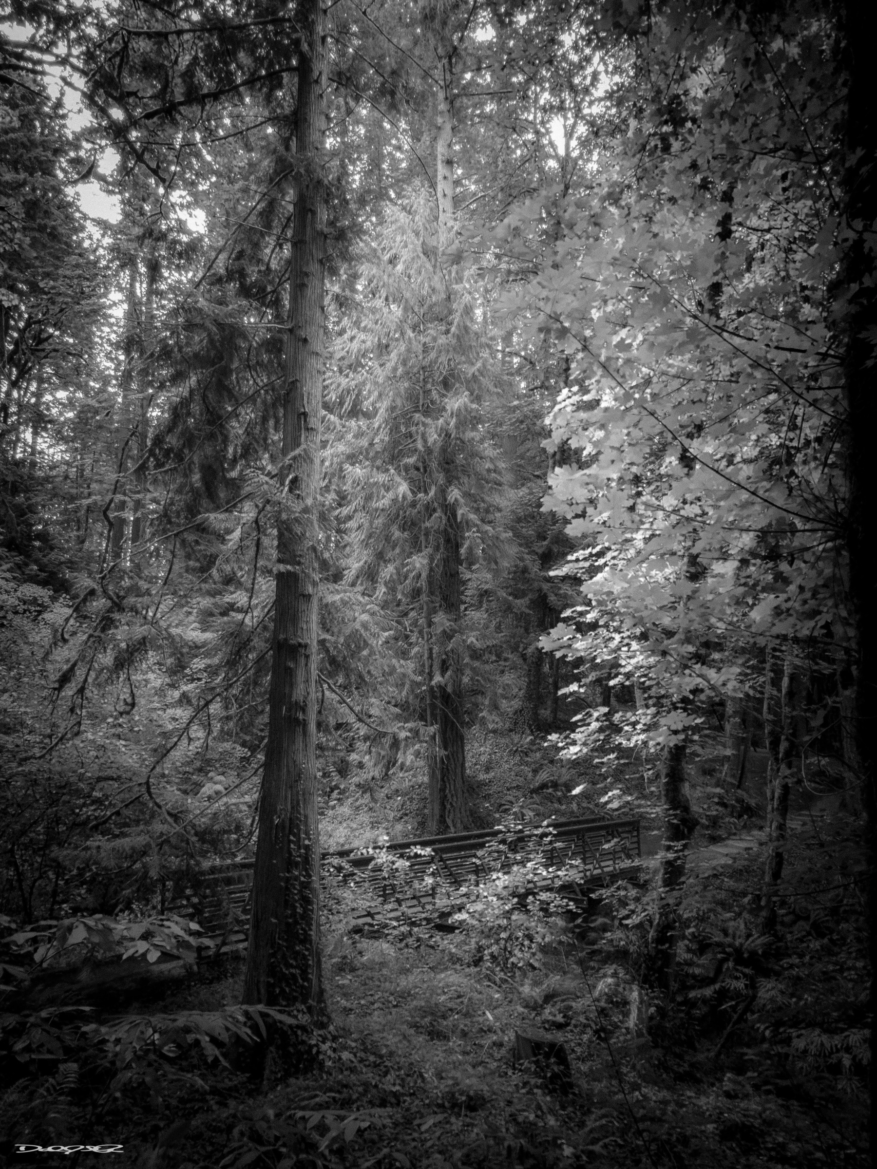 A serene black-and-white forest scene features tall trees, lush foliage, and a small bridge in the background.