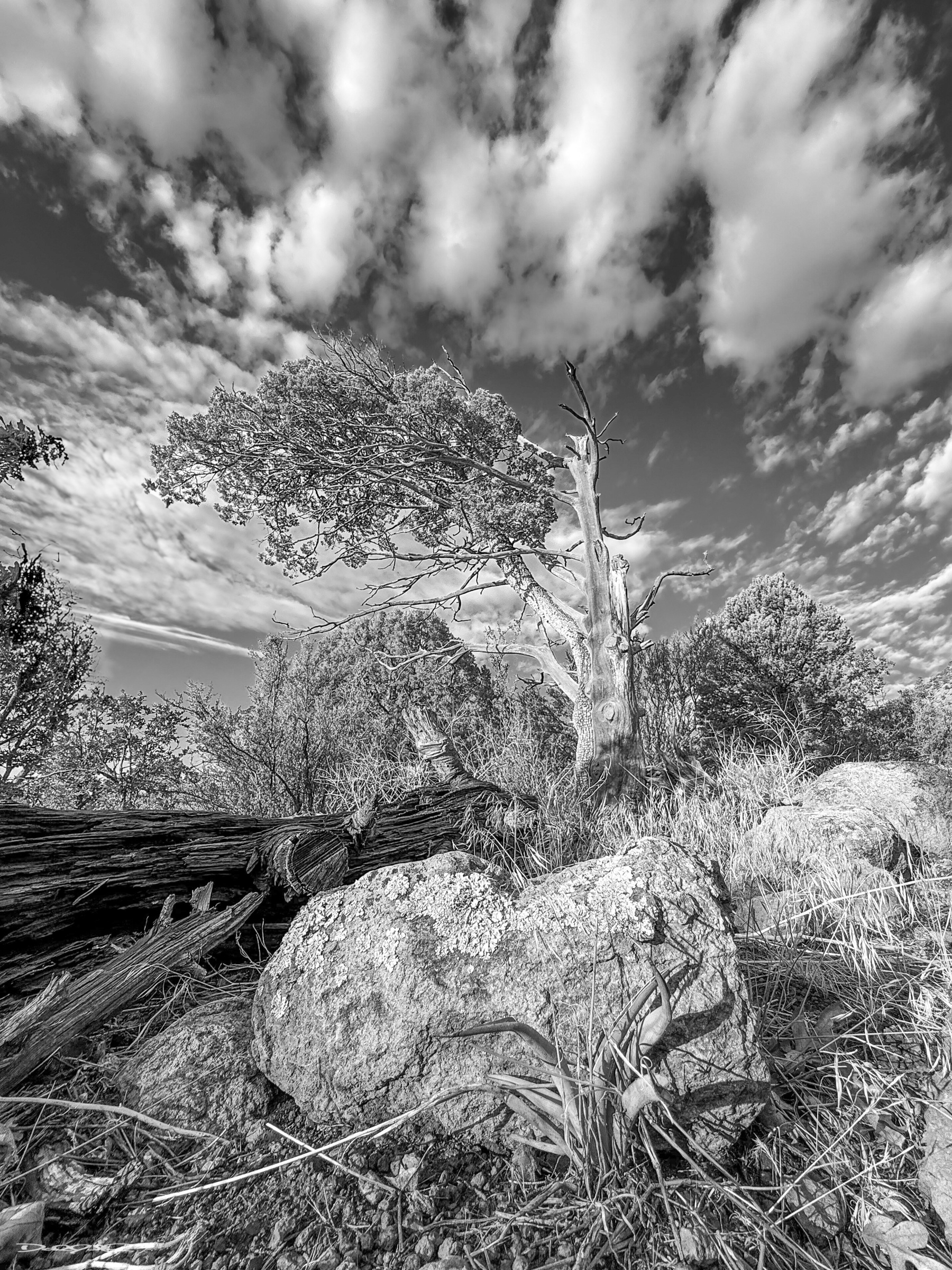 A dramatic black and white landscape features a weathered, twisted tree surrounded by rocks and grass under a sky filled with scattered clouds.