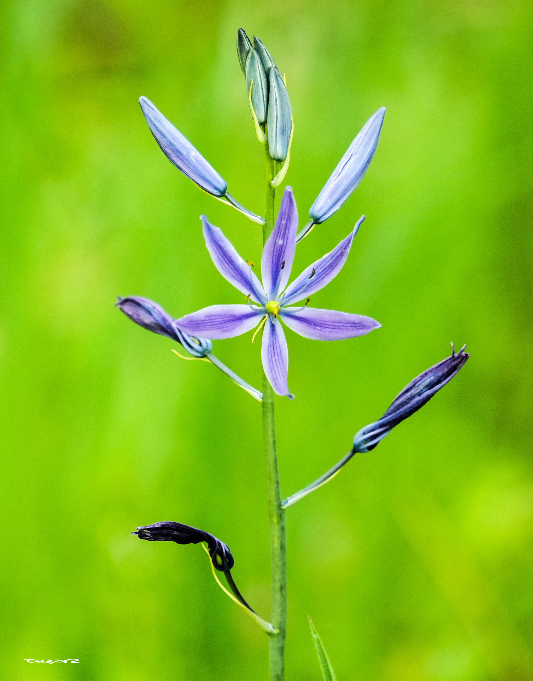 A delicate purple camas flower with buds is set against a vibrant green background.