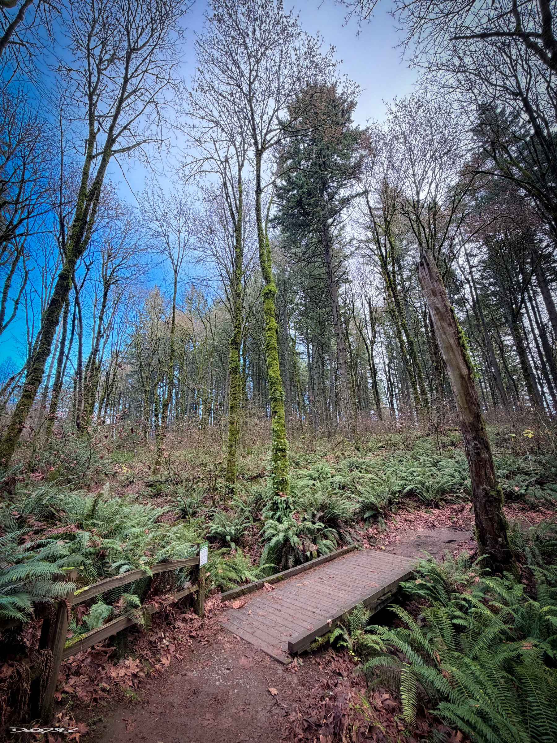 A wooden footbridge crosses a path surrounded by lush greenery and tall trees under a blue sky.