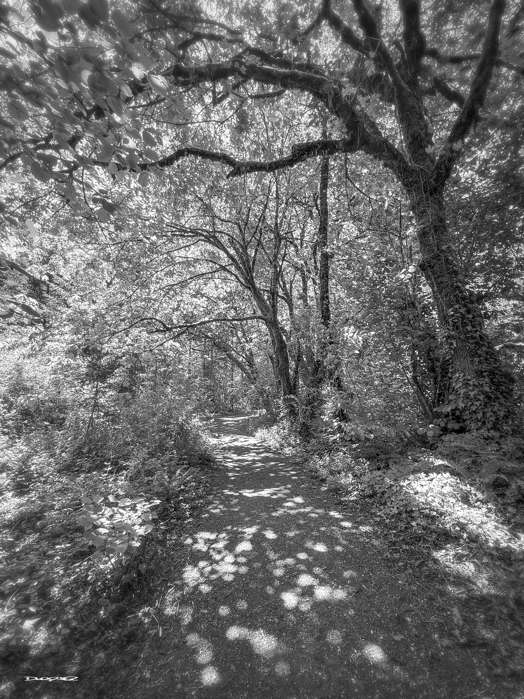 A serene forest pathway is surrounded by tall trees with sunlight filtering through the leaves, creating dappled light on the ground.