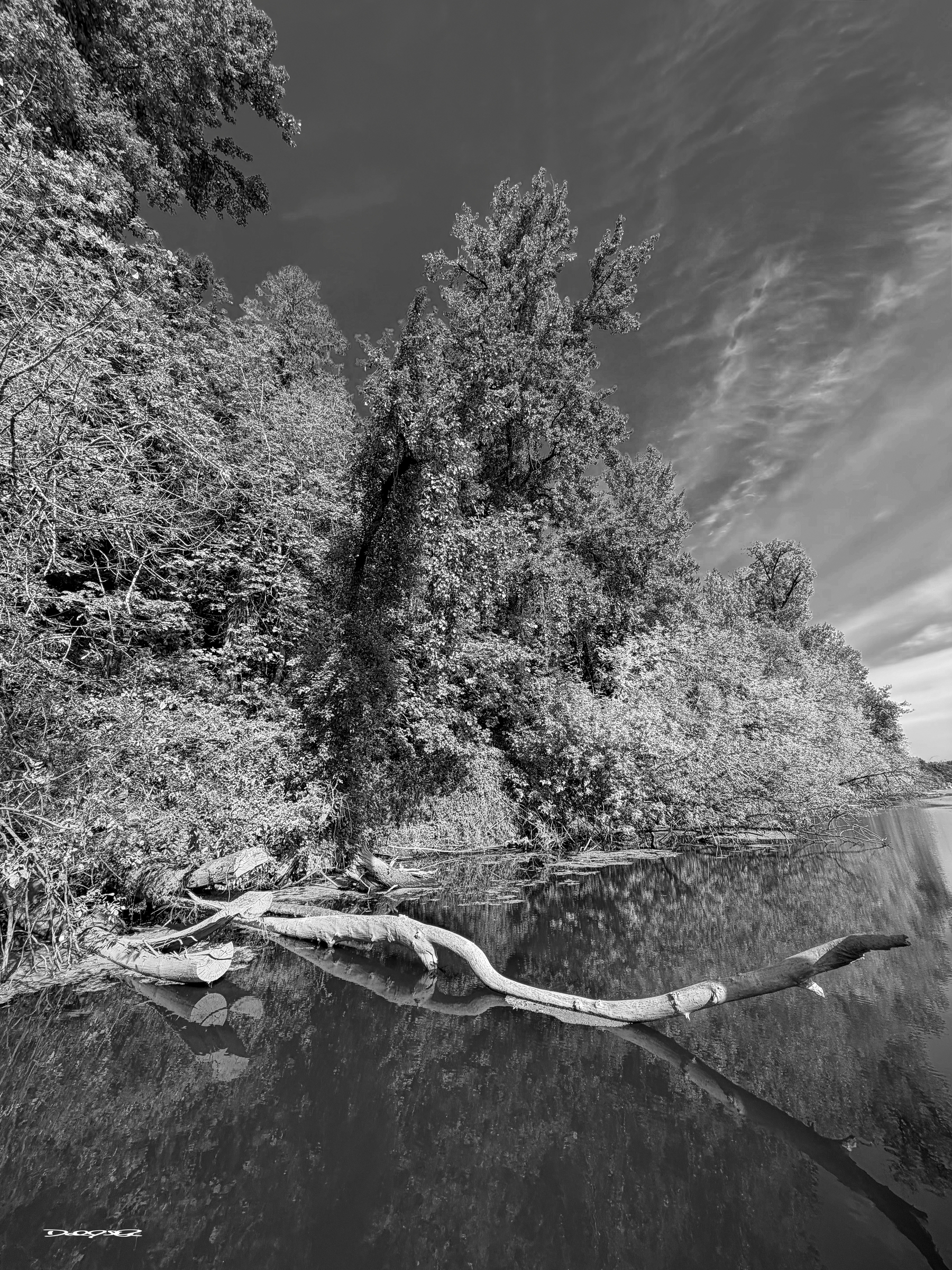 A monochrome image with a large, fallen tree extends over the Willamette River surrounded by dense foliage under a sky with scattered clouds.