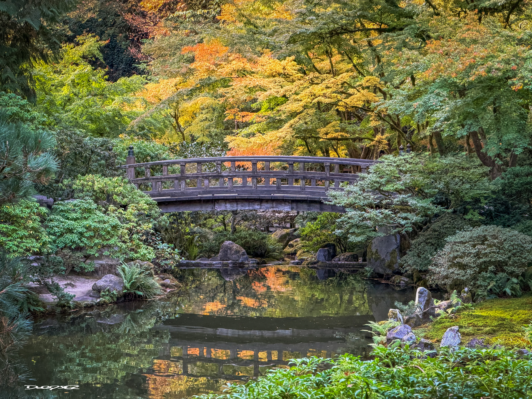 A serene wooden bridge spans over a calm pond surrounded by lush green and autumn-colored trees in a tranquil garden setting.