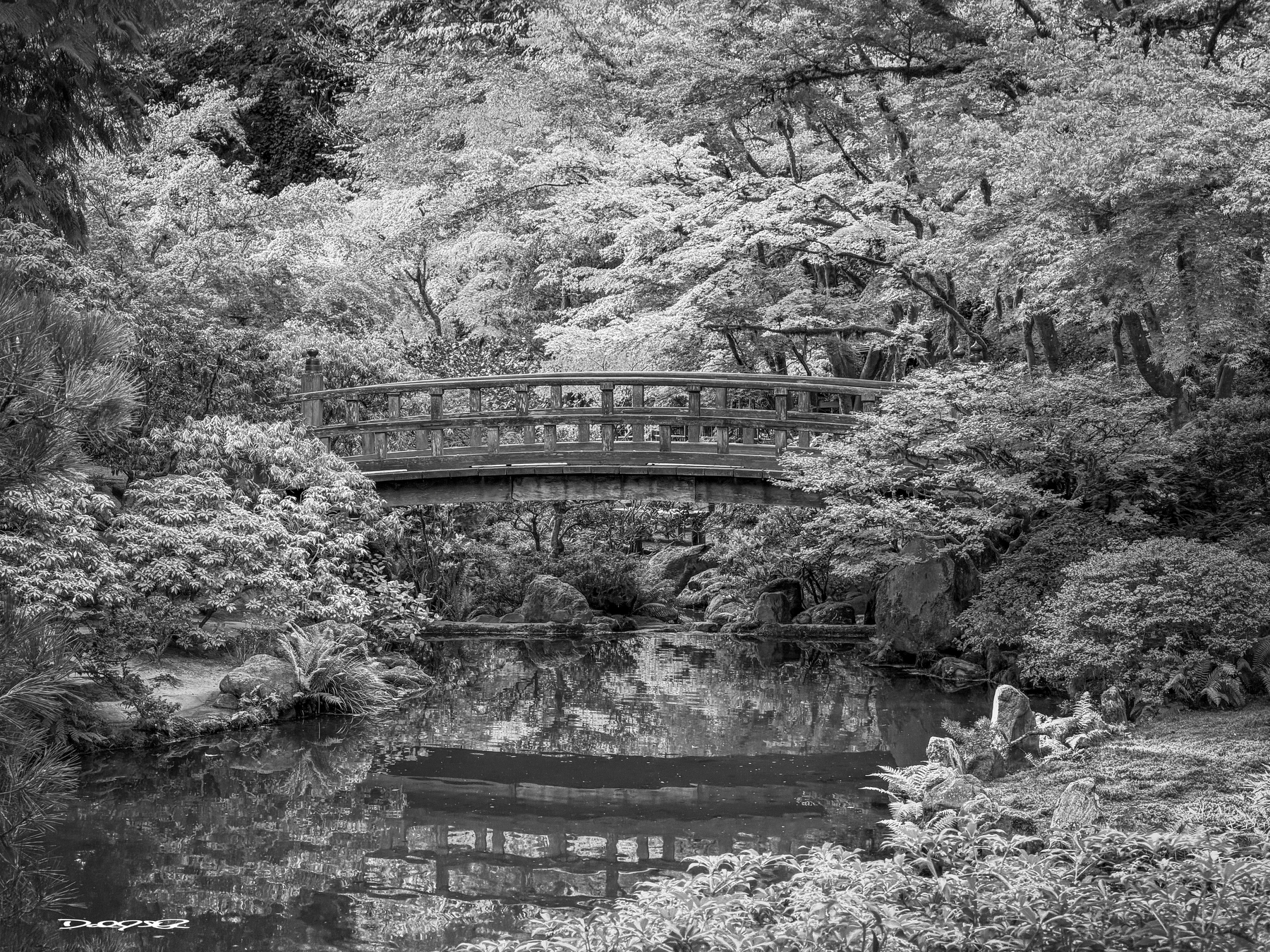 A serene wooden bridge spans over a calm stream surrounded by lush foliage in a monochrome photo.