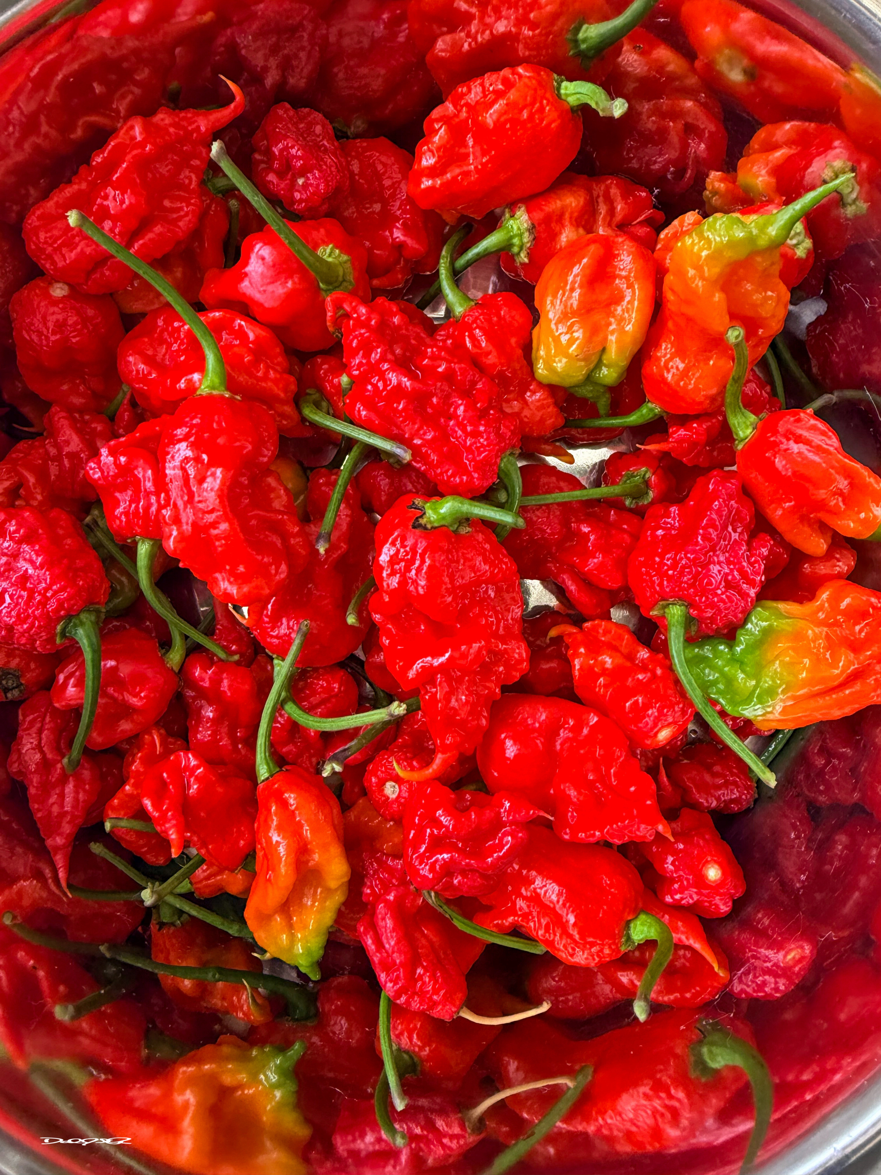 A collection of vibrant red and orange Carolina Reaper peppers with green stems is seen closely packed together.