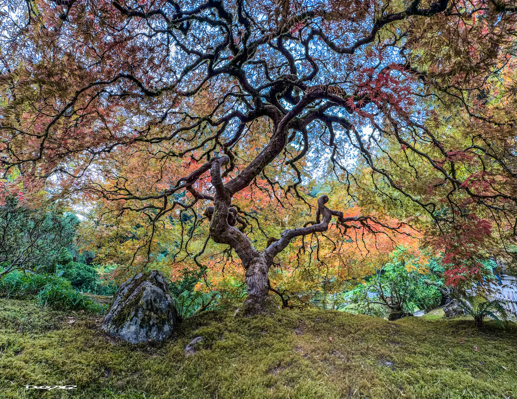 A gnarled tree with twisting branches stands on a moss-covered ground surrounded by vibrant autumn foliage.