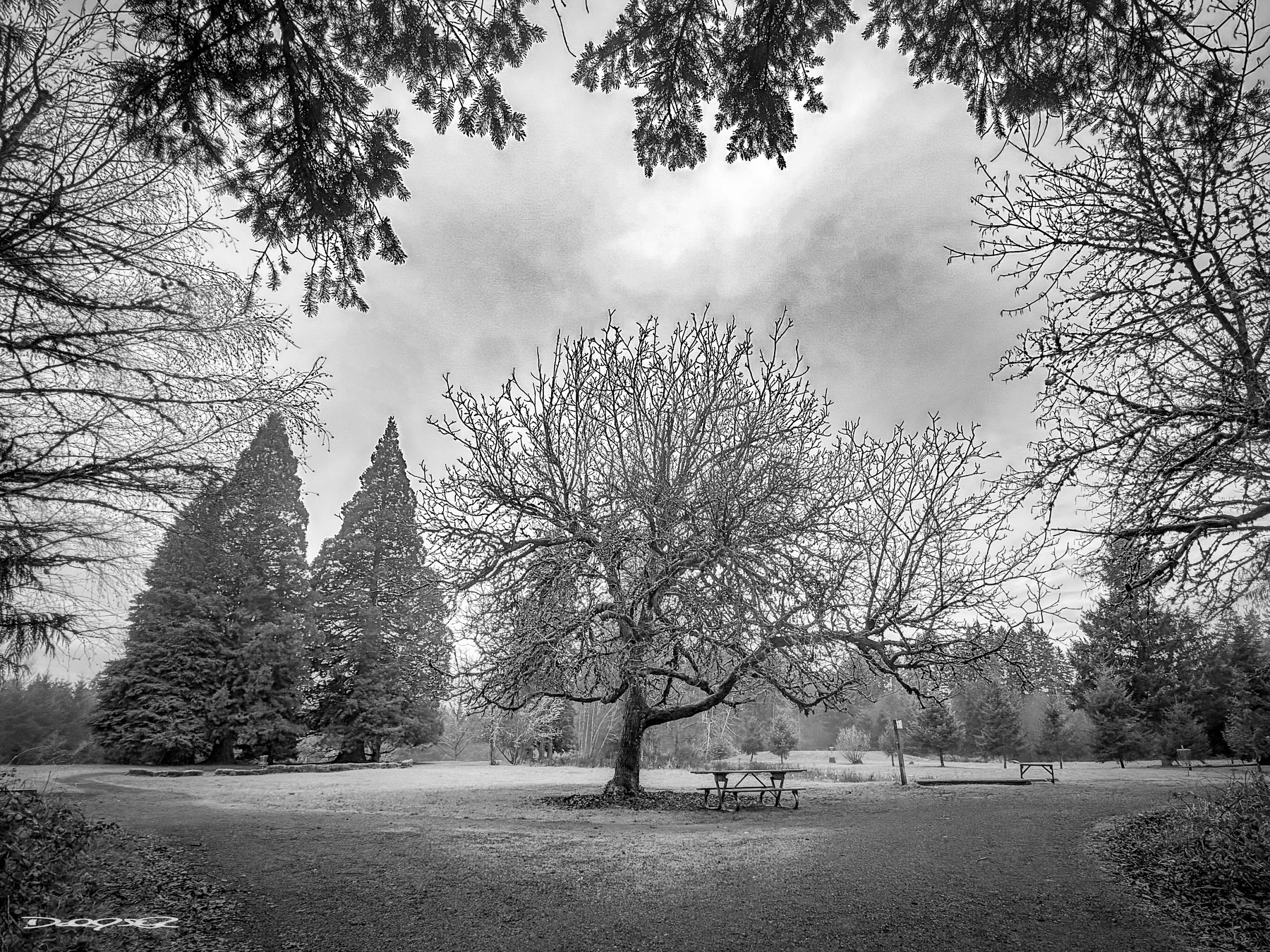 A leafless tree stands prominently in the center of a park surrounded by evergreens under a cloudy sky.