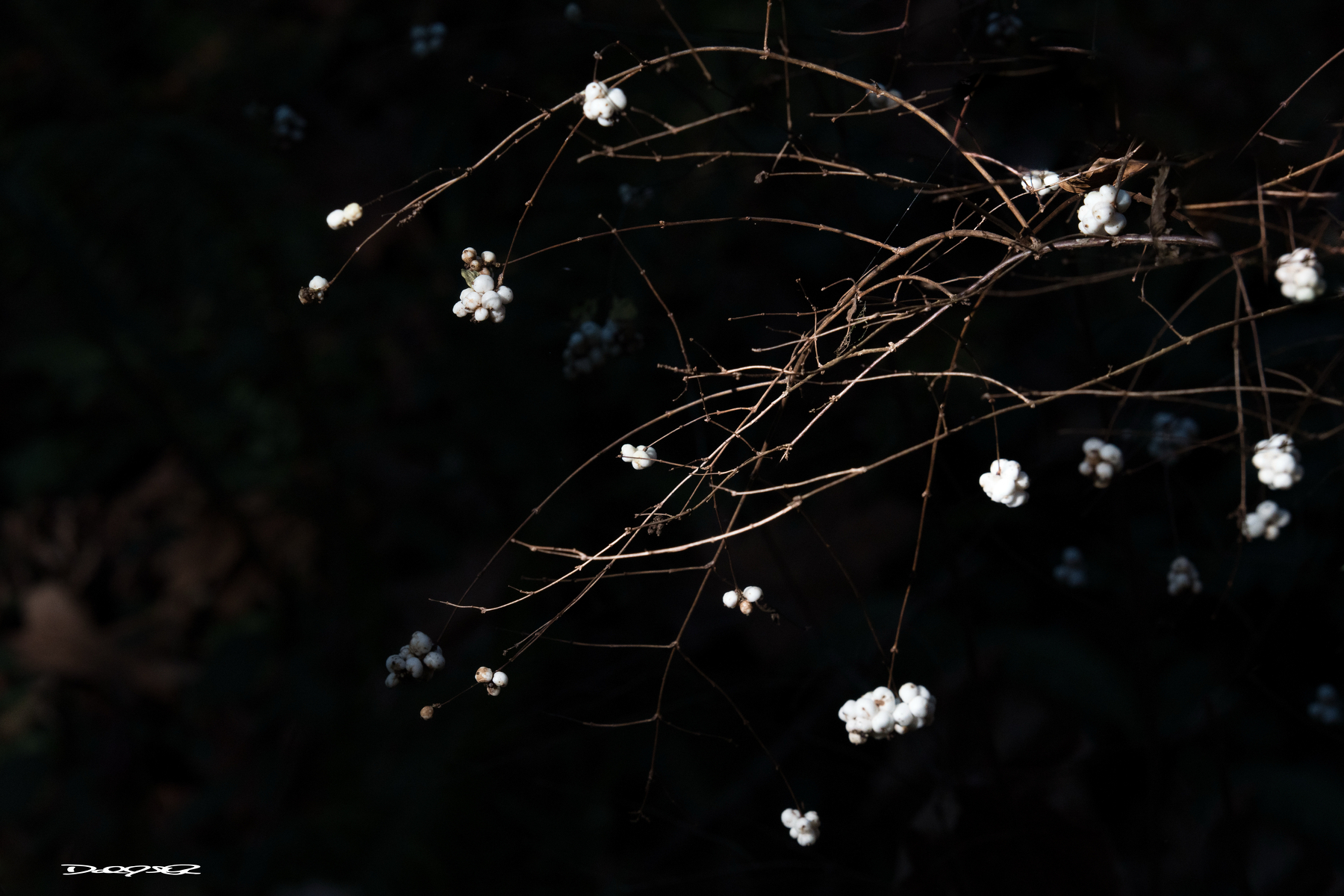 Delicate white berries hang on thin, leafless branches against a dark, out-of-focus background.