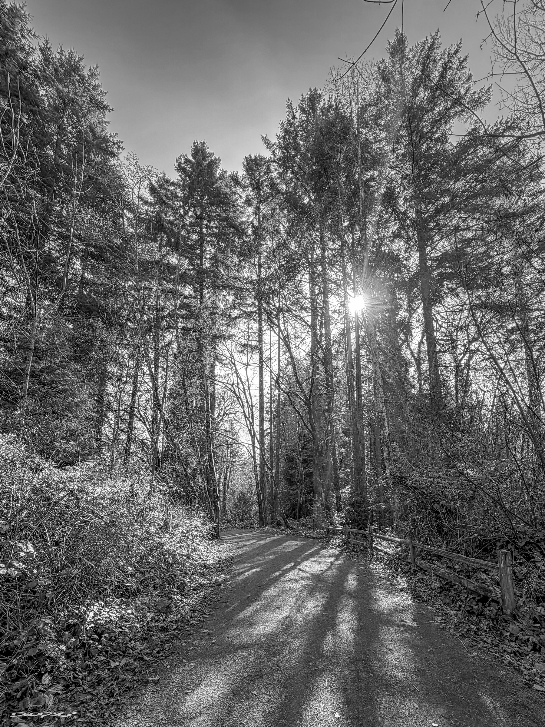A tranquil forest path is illuminated by the sunlight filtering through tall trees, casting long shadows on the ground.