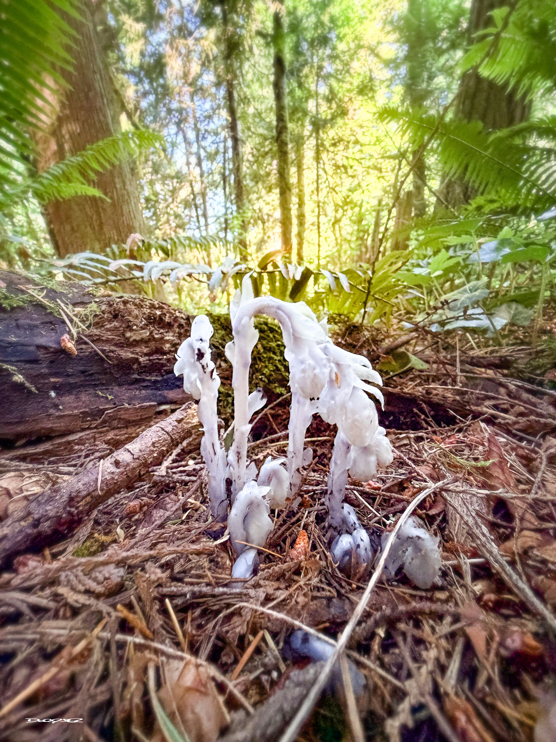 Monotropa uniflora, commonly known as ghost pipe or Indian pipe, is a unique, parasitic plant that lacks chlorophyll and appears white or pale pink, resembling a pipe or ghost. It gets nutrients indirectly from trees by tapping into the mycorrhizal fungi network, growing in shady forest understories. The plant has a single, bell-shaped flower and is known for its delicate nature, bruising easily to black, and has traditional medicinal uses for pain and anxiety, though it can be poisonous in large quantities. 