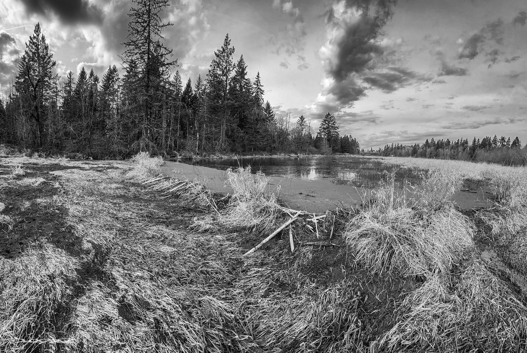 A wetland landscape features a beaver dam and a pond surrounded by trees and grassy vegetation under a partly cloudy sky. (Monochrome)