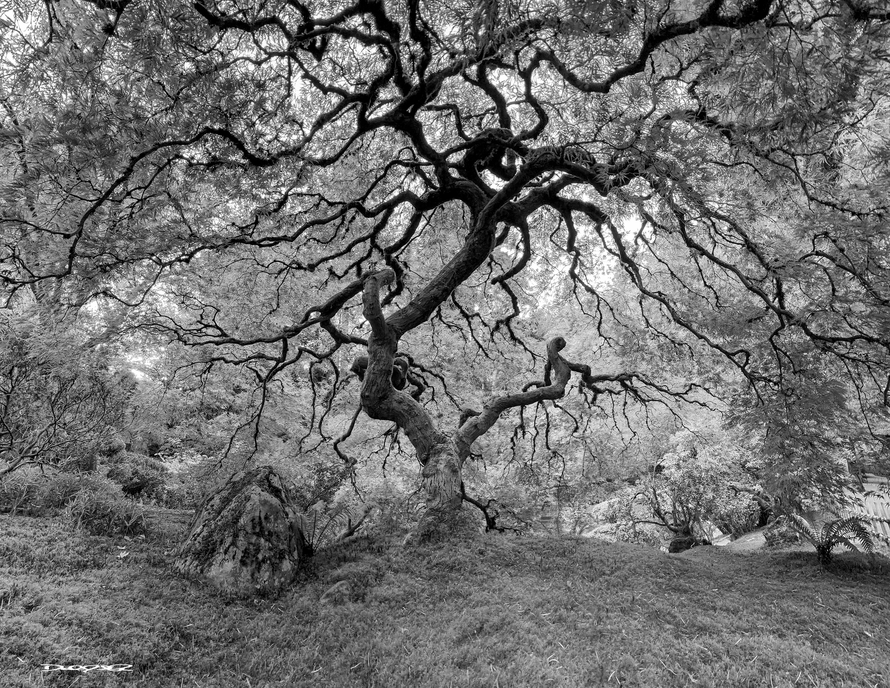 A gnarled tree with twisted branches stands prominently on a grassy hill surrounded by natural foliage.
