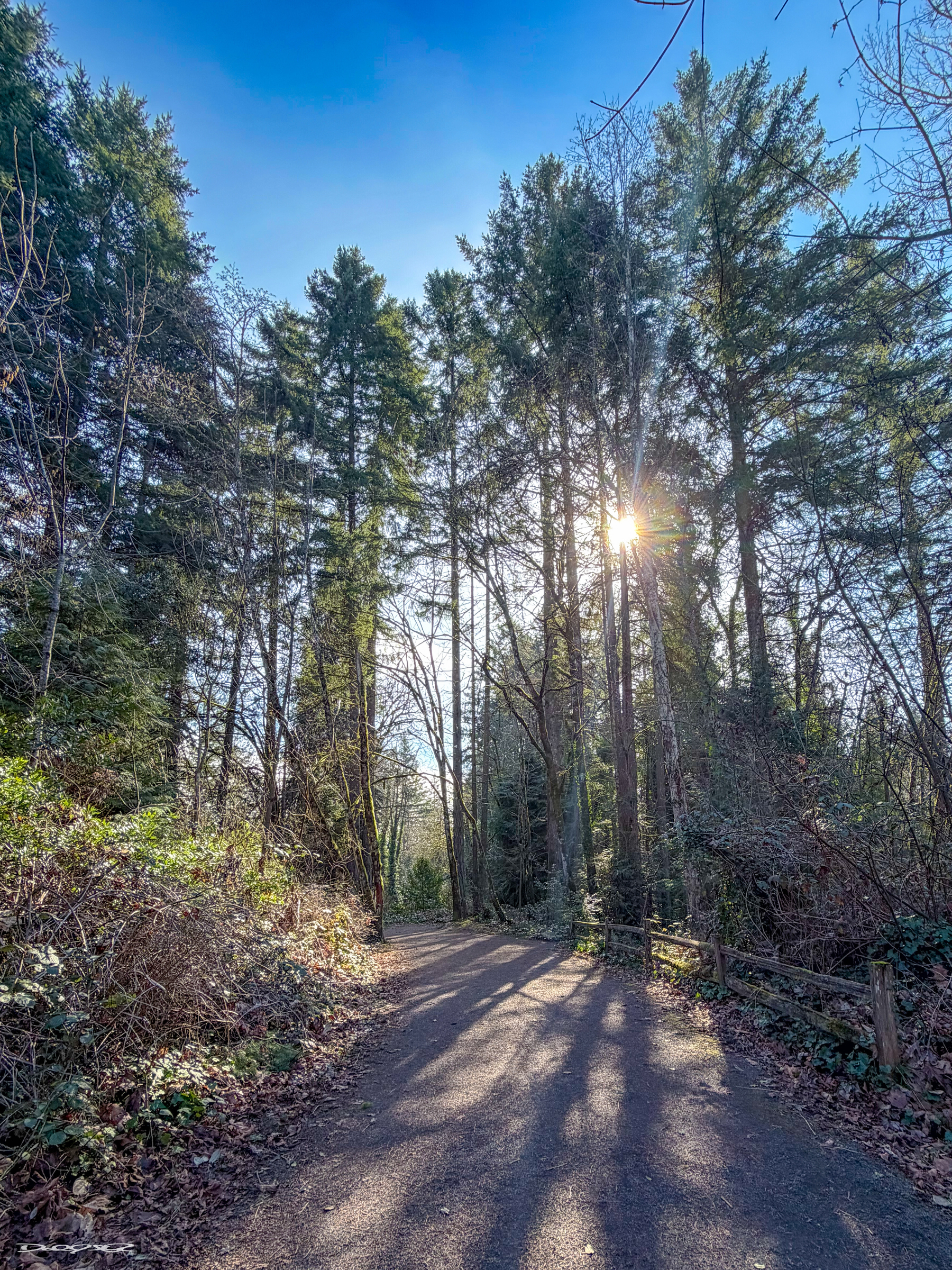A sunlit path winds through a forest with tall trees and clear blue sky above.