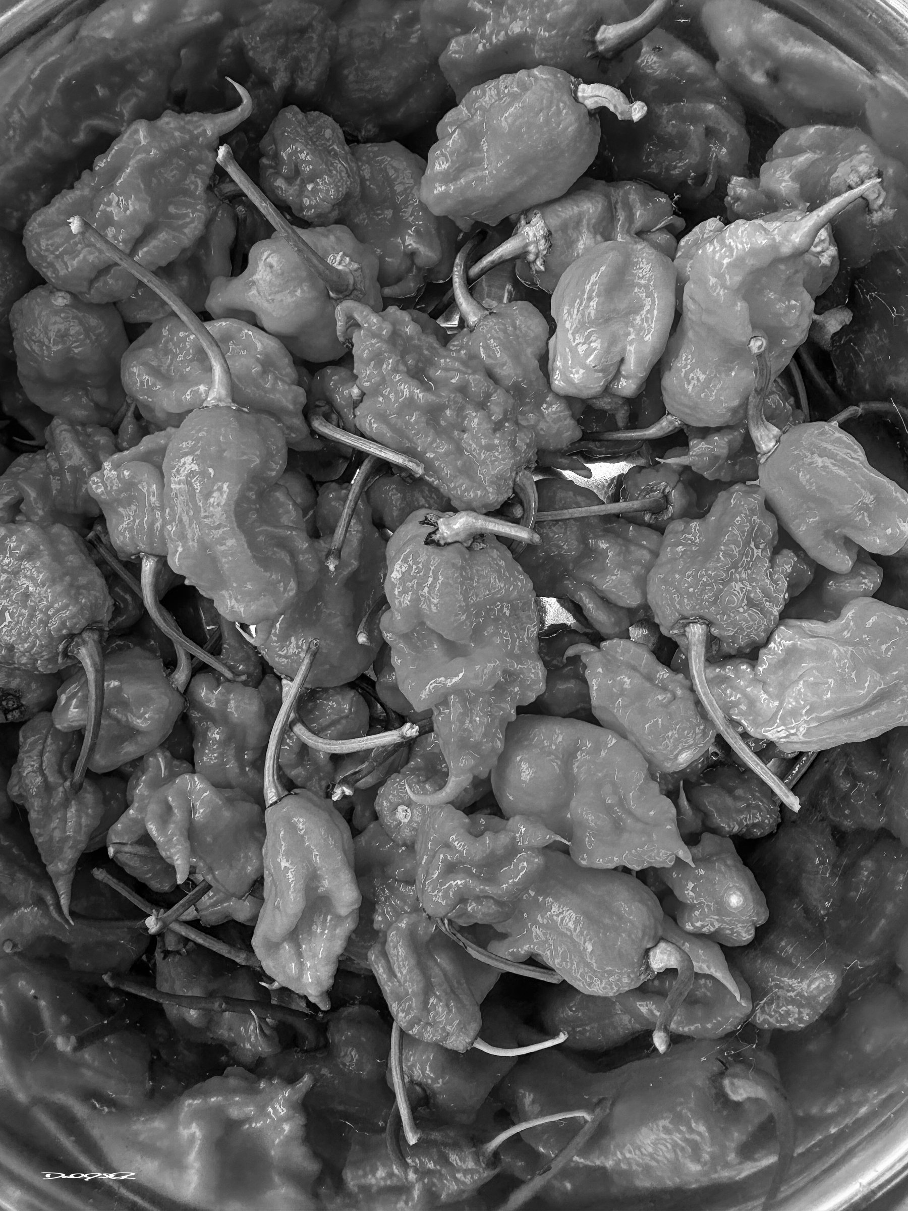 A monochrome photo of a collection of wrinkled, irregularly shaped Carolina Reaper peppers with attached stems fills a container.