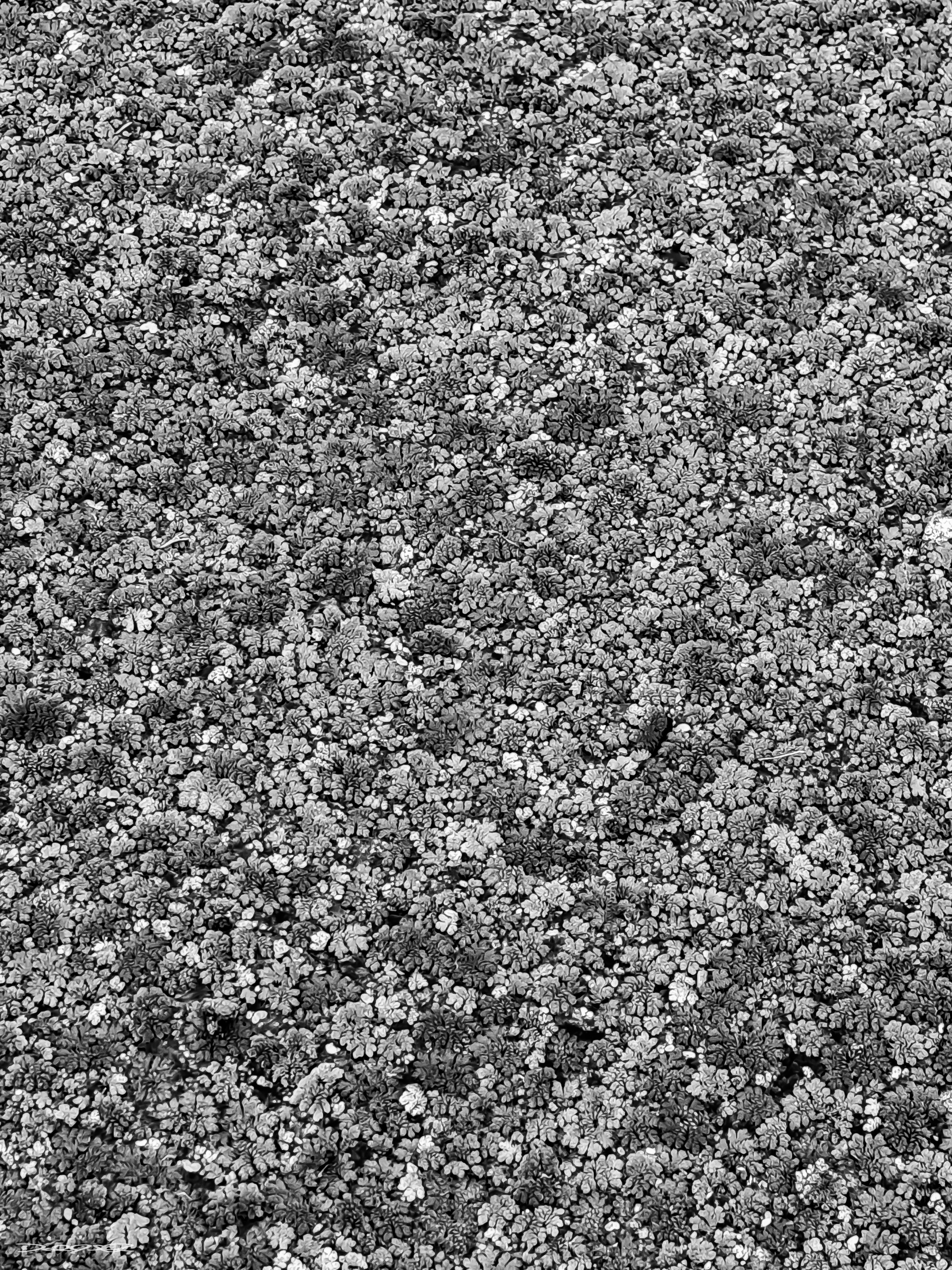 A dense carpet of closely clustered plant life covers the water surface, creating a textured pattern.