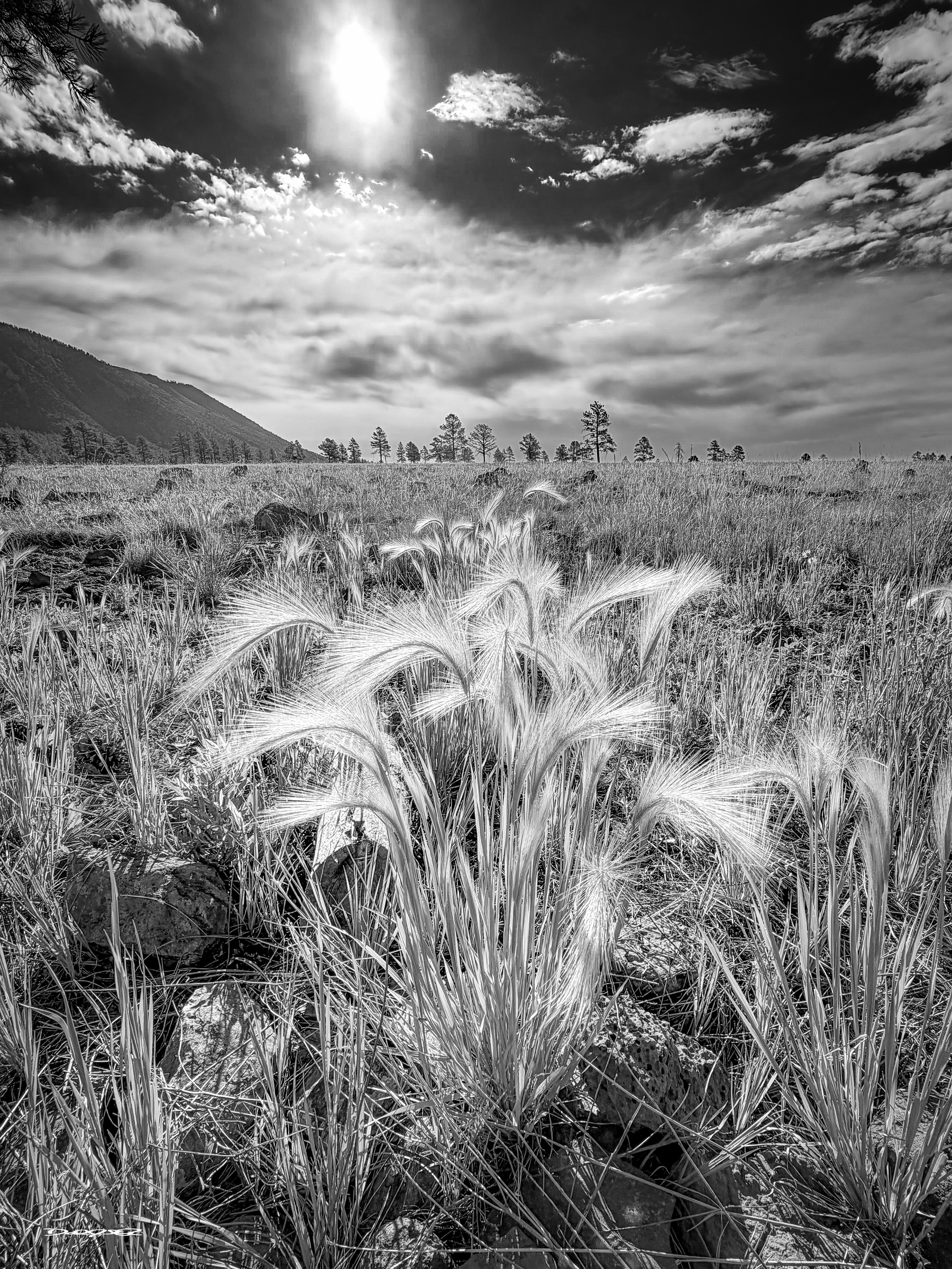 A sunlit field of foxtail awns stretches under a dramatic sky with scattered clouds and a distant treeline.&10;&10;In botany, an awn is a hair- or bristle-like appendage that extends from the glume or lemma (the protective husks enclosing each individual grain) of many grasses, like barley, rye, and wild oats.