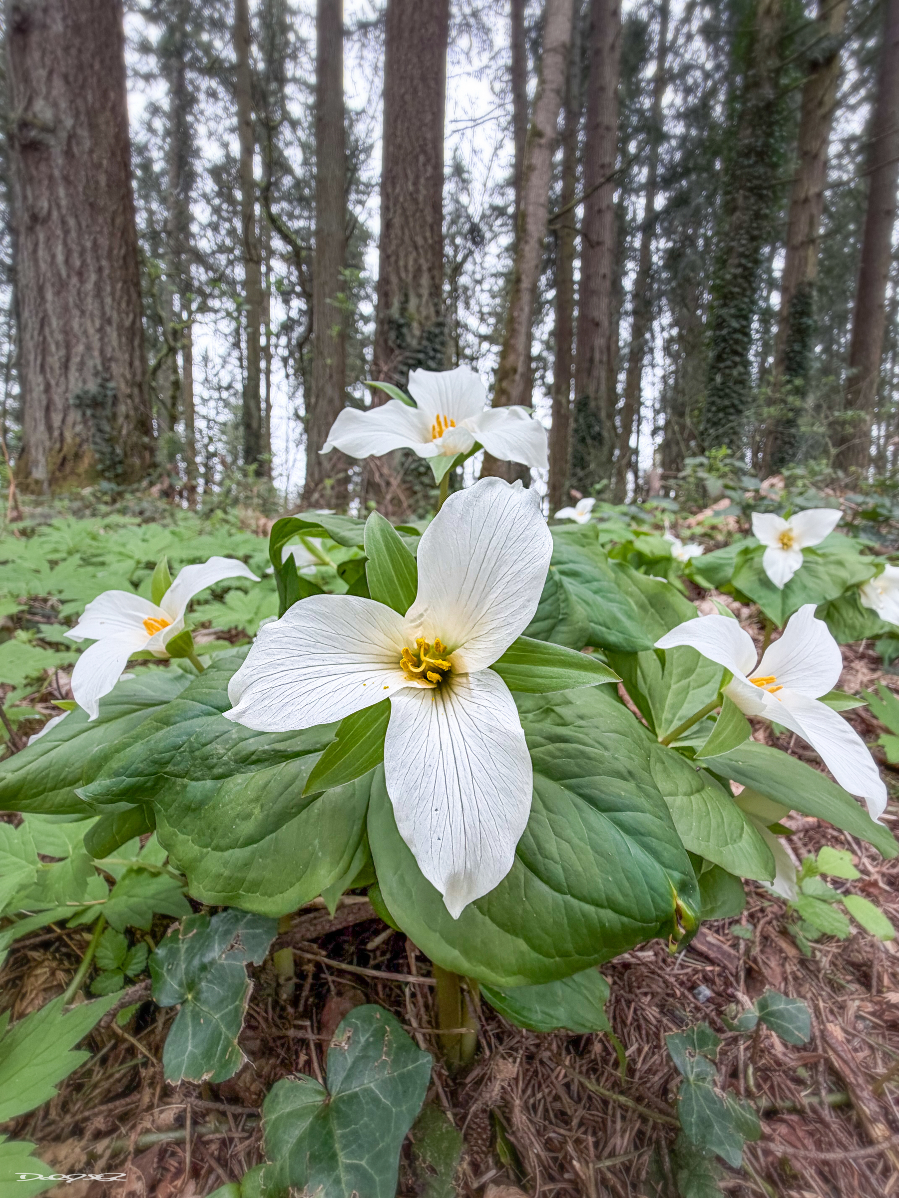 A cluster of white trillium flowers with large leaves grows in a forest setting surrounded by tall trees.