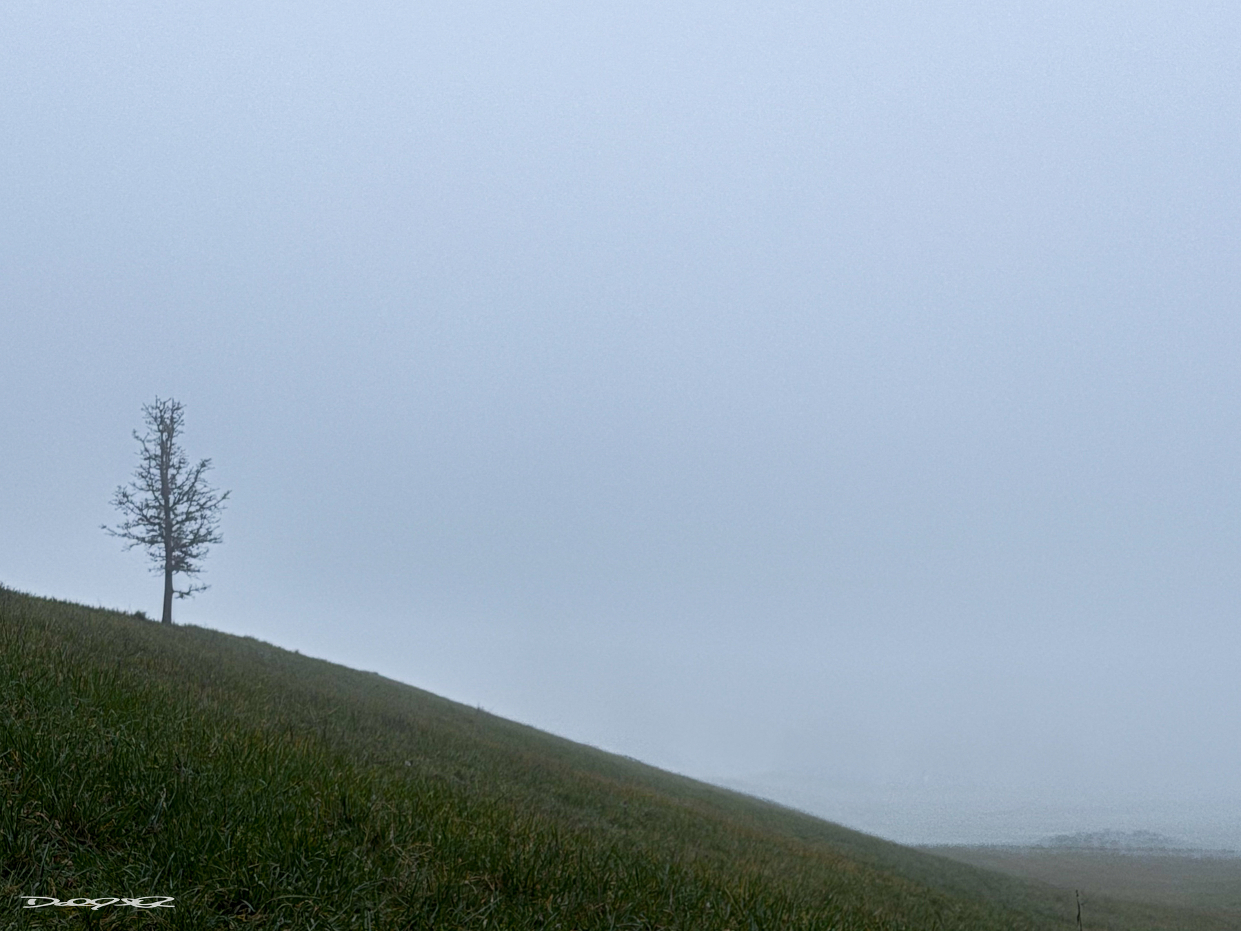 A lone tree stands on a misty hillside with a gentle gradient disappearing into the fog.