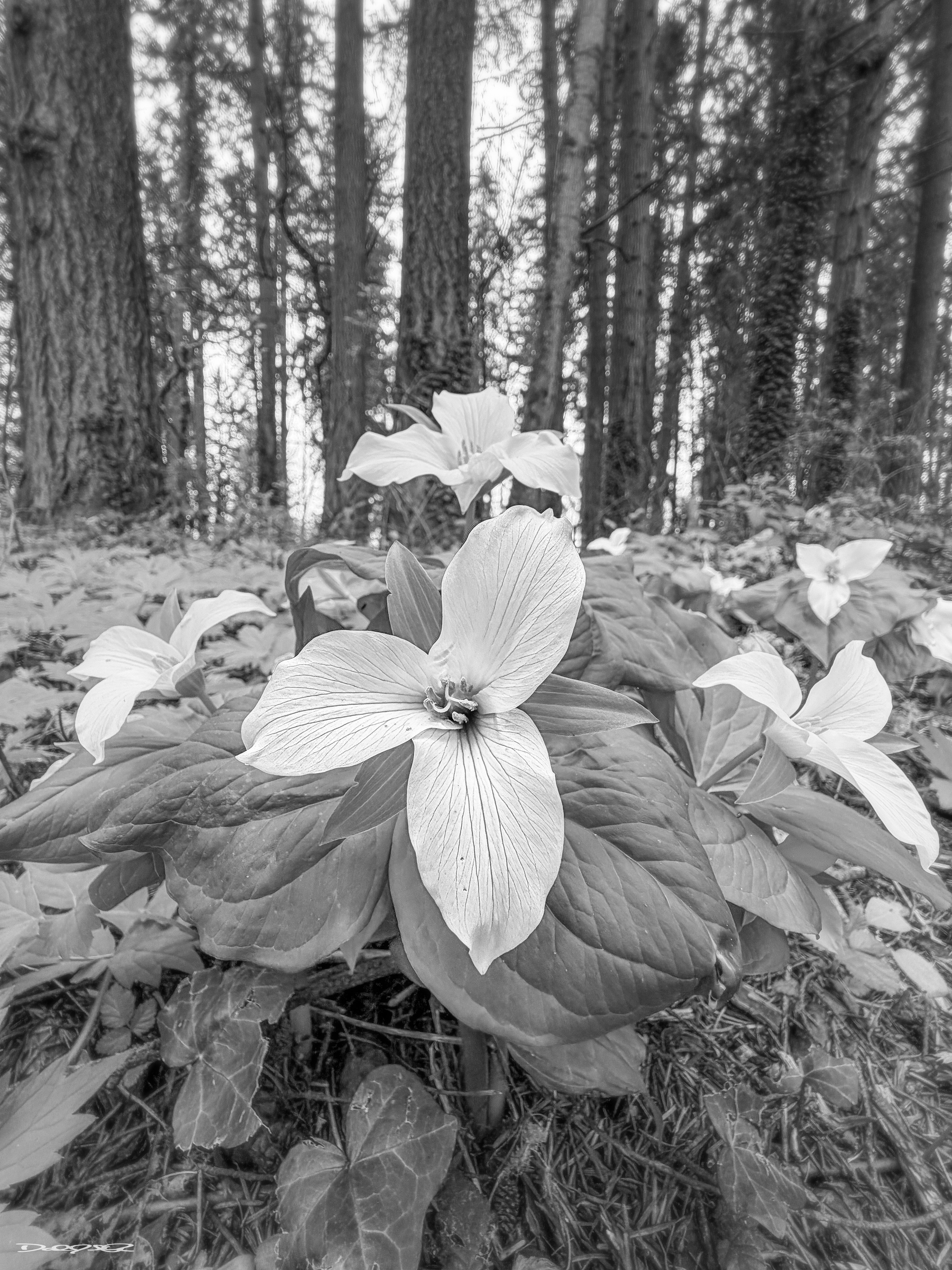 A cluster of blooming trillium flowers grows on the forest floor, surrounded by tall trees in a black and white setting.