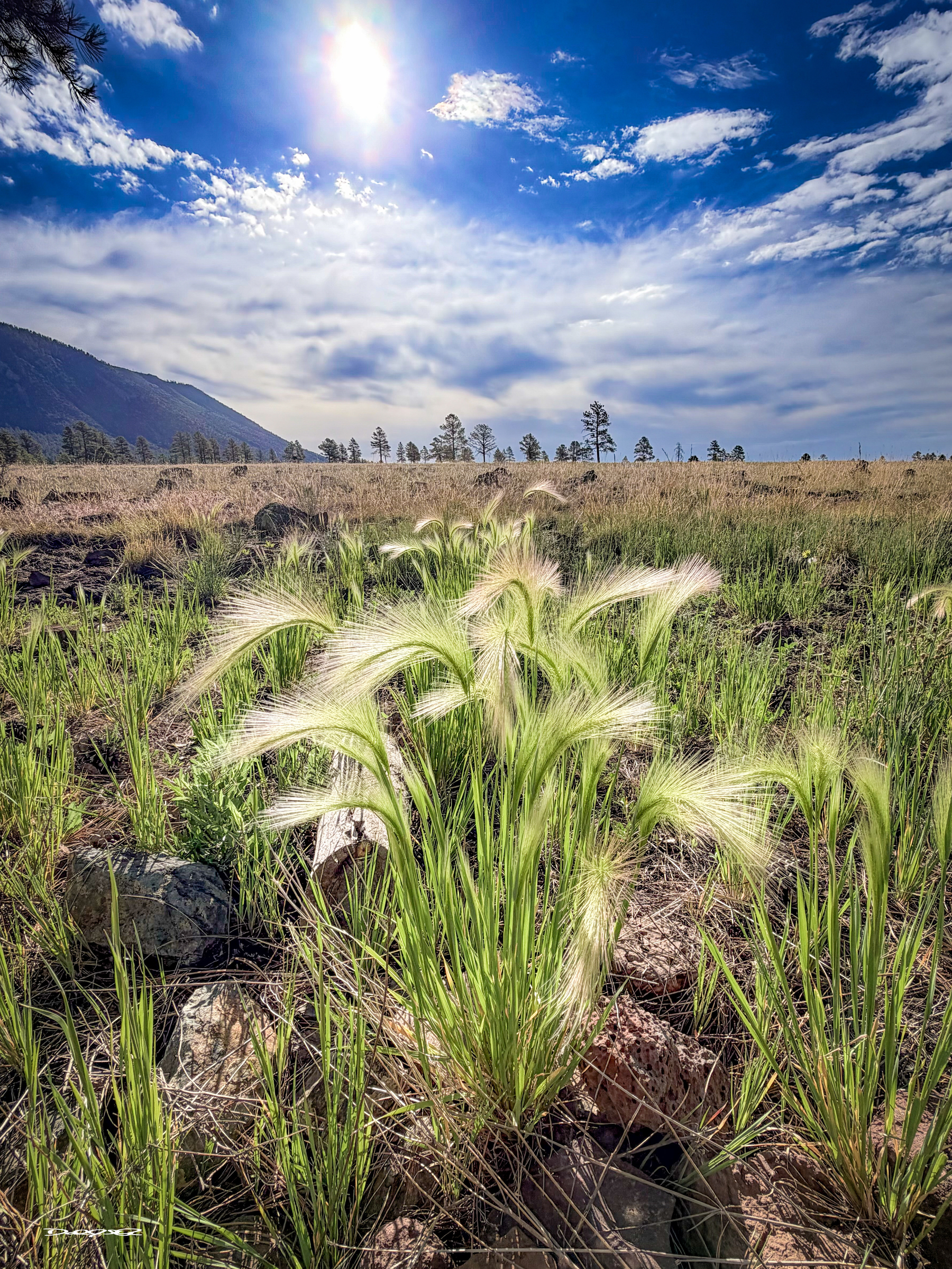 Bright sunlight illuminates a grassy field with tall foxtail plants and a backdrop of distant trees and mountains under a partly cloudy sky.&10;&10;In botany, an awn is a hair- or bristle-like appendage that extends from the glume or lemma (the protective husks enclosing each individual grain) of many grasses, like barley, rye, and wild oats.