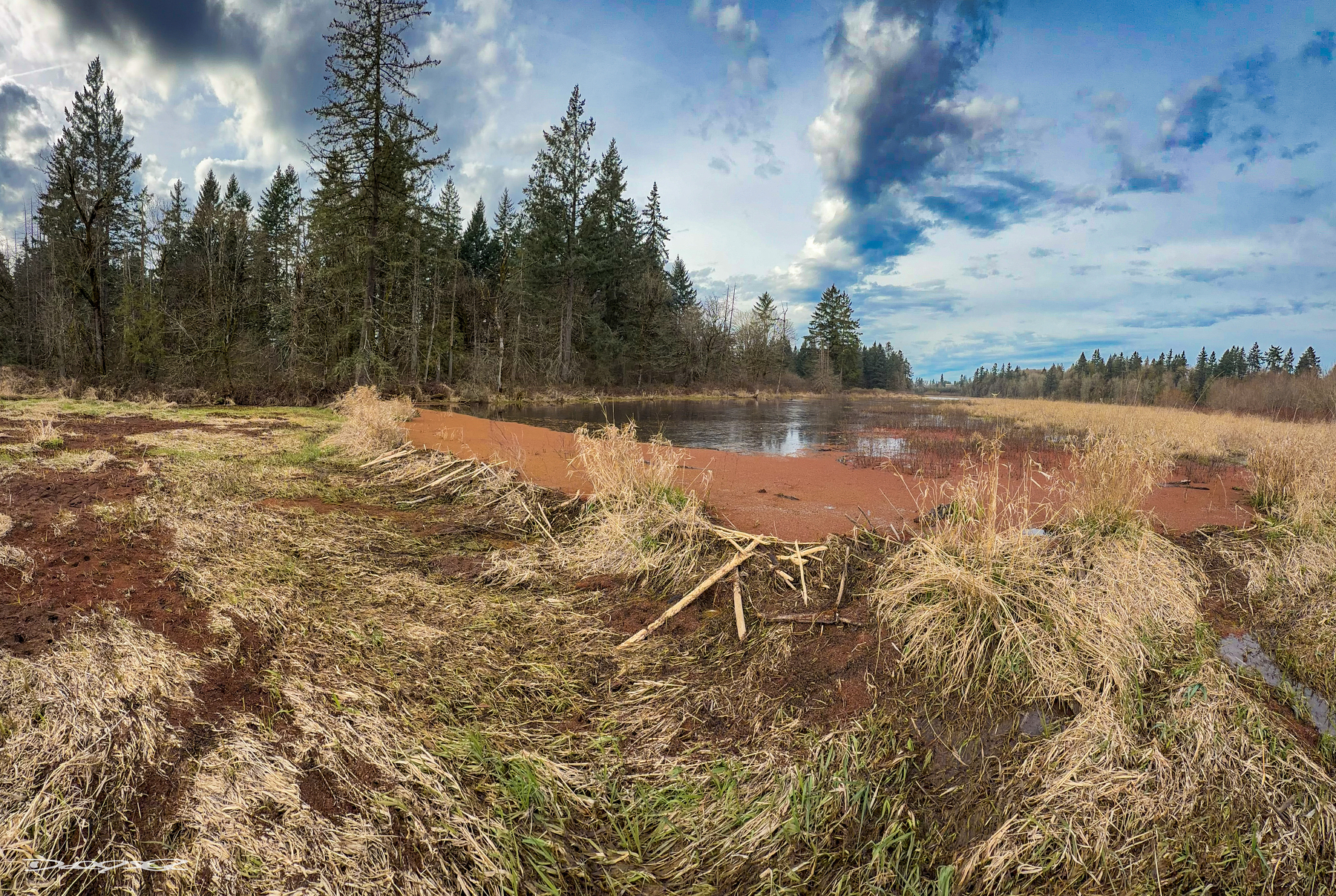 A wetland landscape features a beaver dam and a pond surrounded by trees and grassy vegetation under a partly cloudy sky.