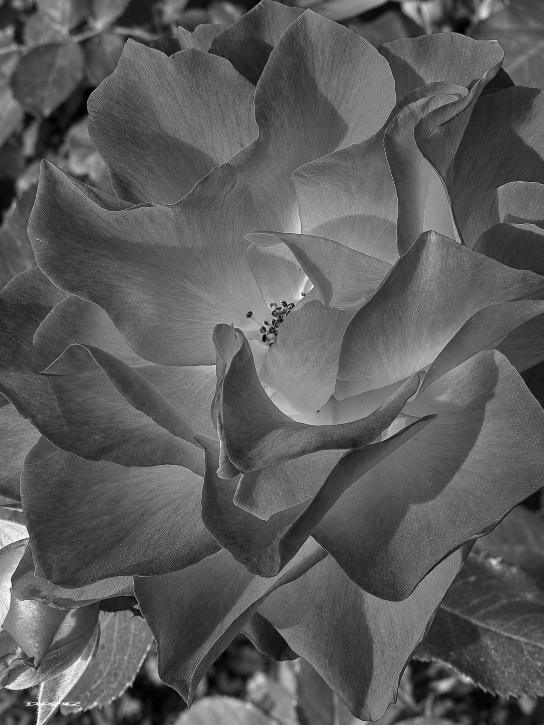 A close-up of a blooming rose with detailed petals and visible stamens in grayscale.