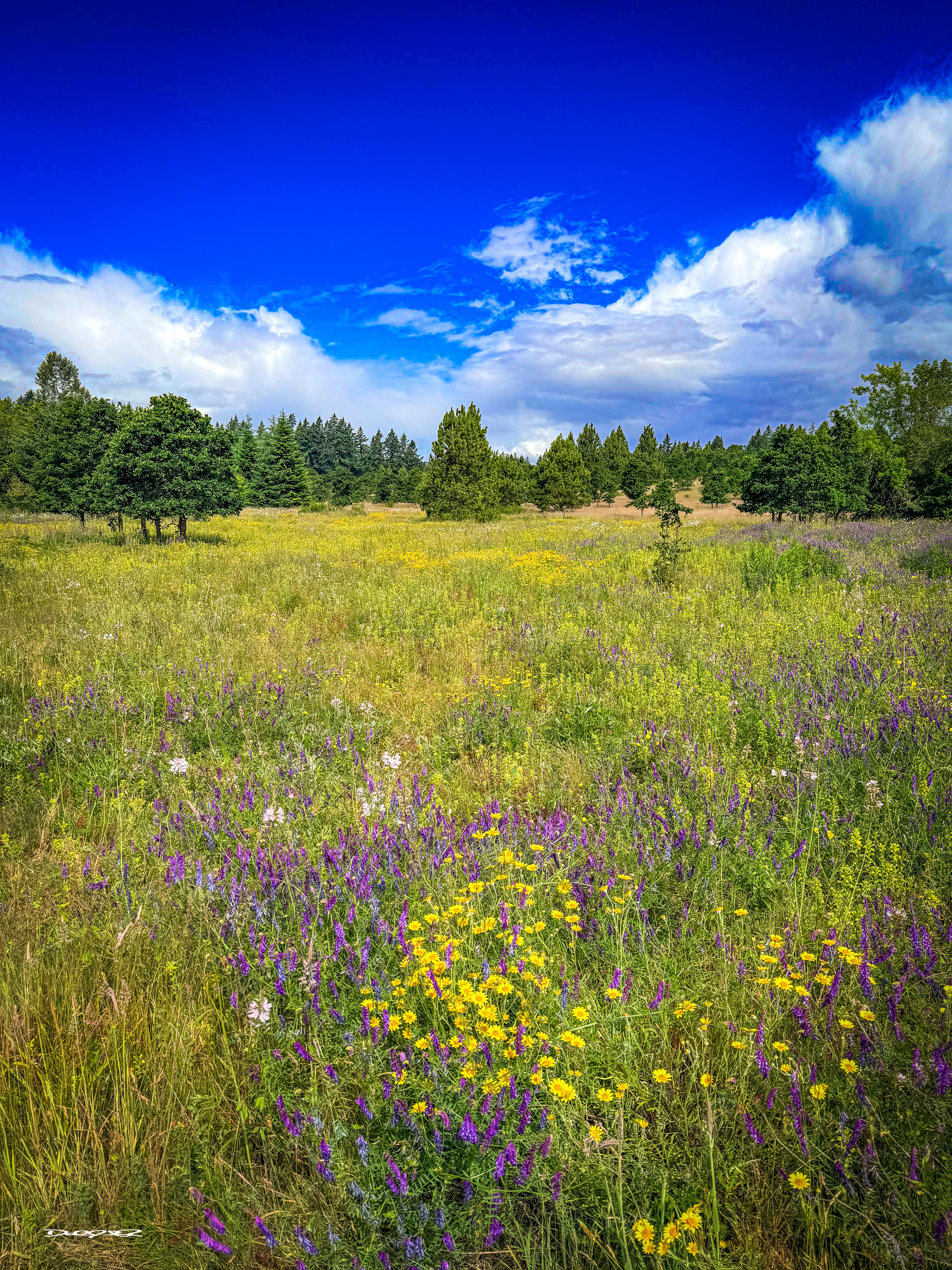 A vibrant meadow filled with a variety of wildflowers stretches under a clear blue sky with scattered clouds and a backdrop of lush trees.