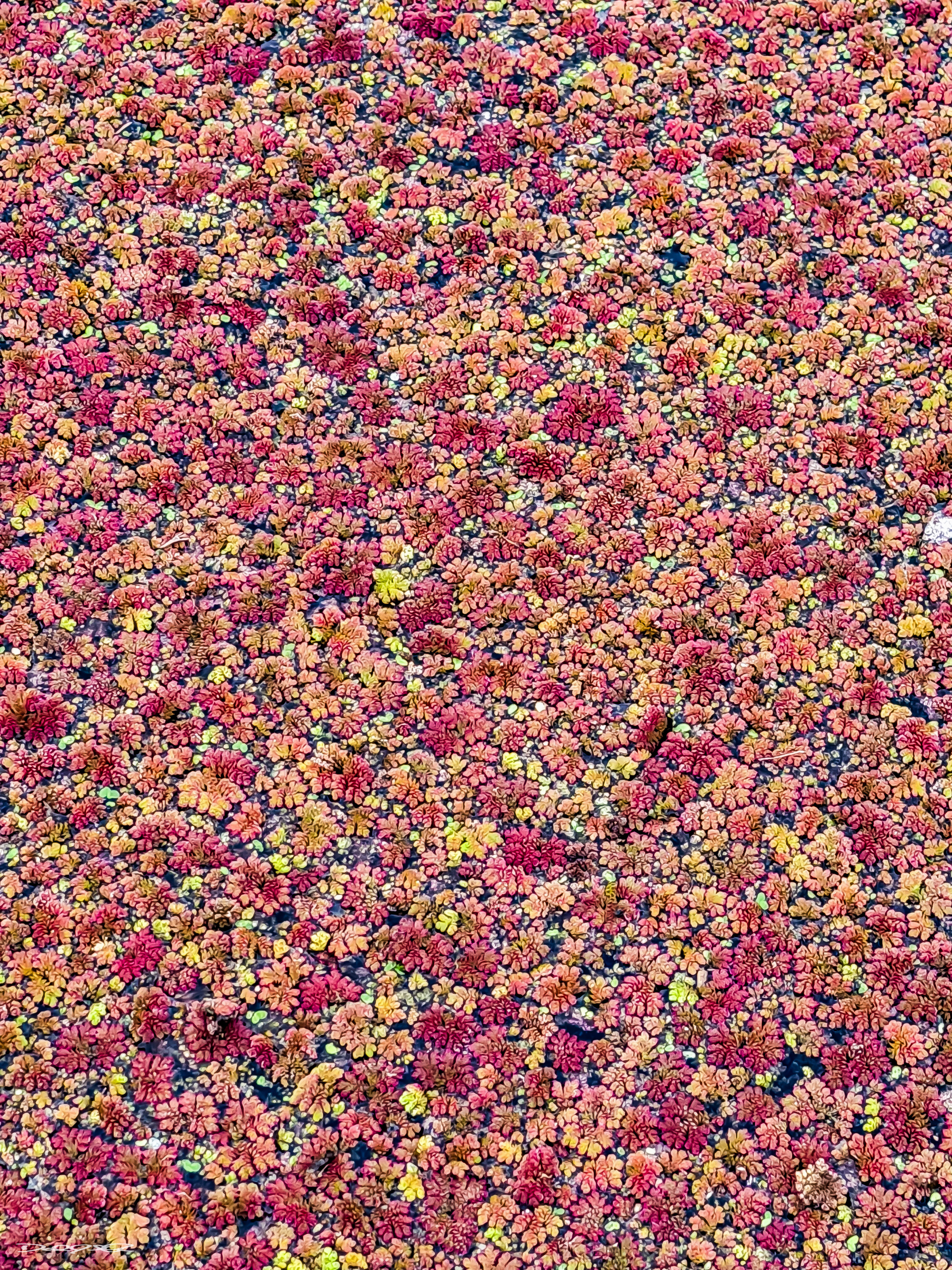 A dense carpet of small, colorful floating plant life in shades of pink, yellow, and green covers the ground.
