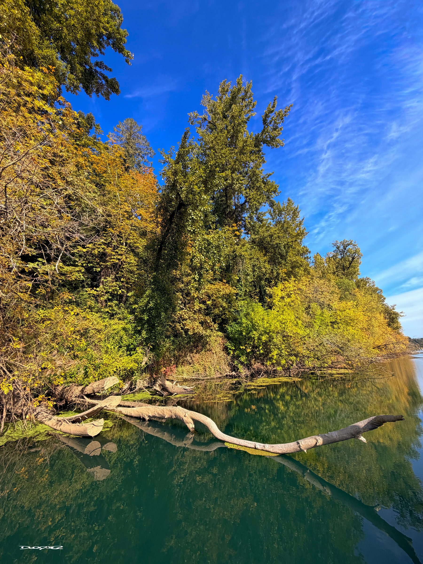 The Willamette River reflects a fallen tree branch and dense green and yellow foliage under a vivid blue sky.