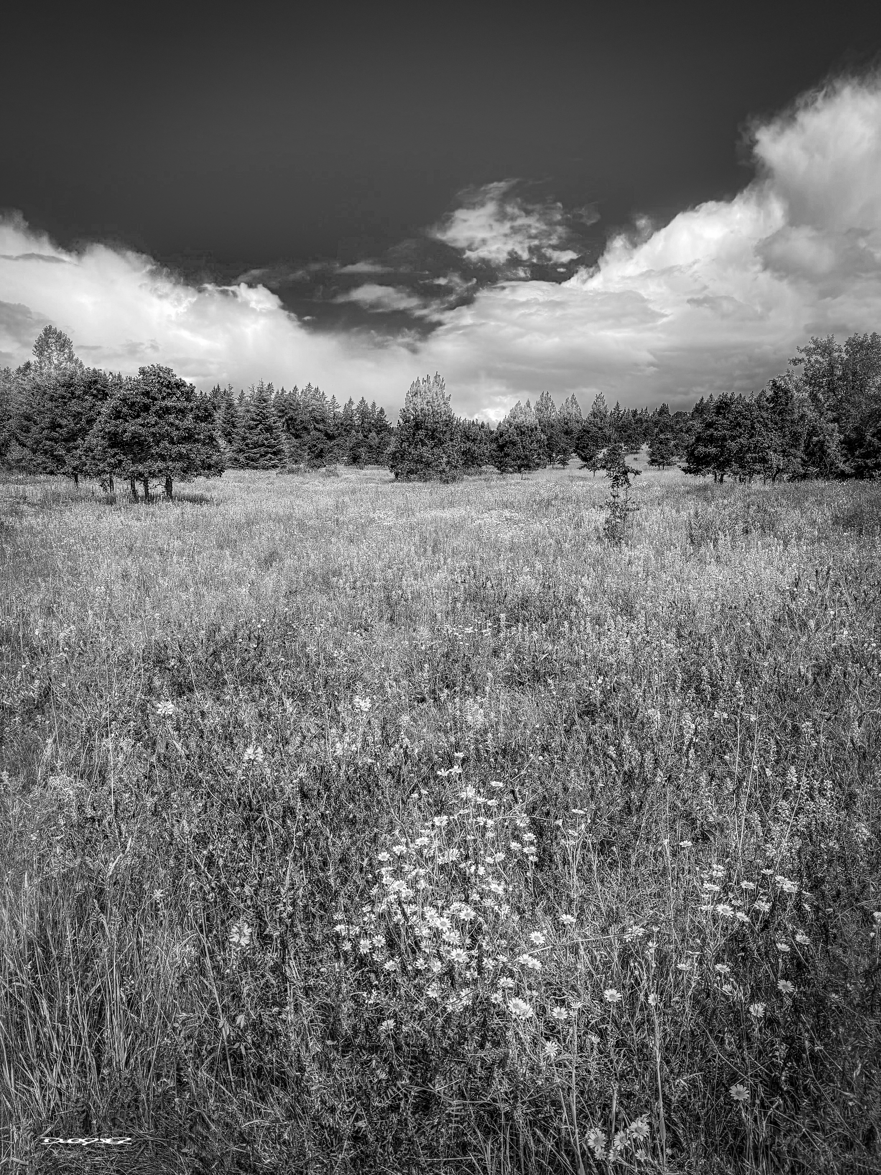 A serene black and white landscape showcases a meadow with tall grass and wildflowers under a dramatic cloudy sky.