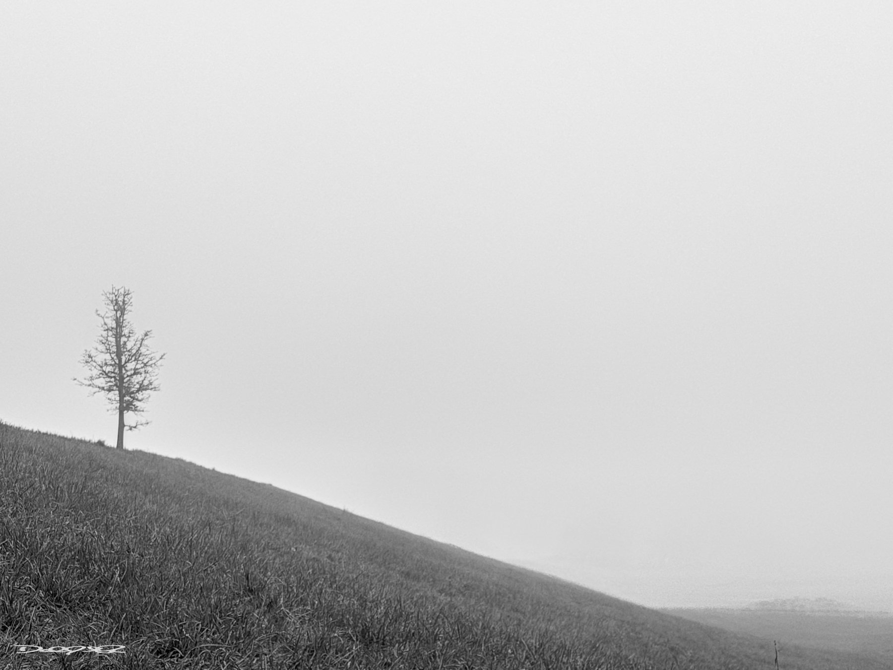 A solitary tree stands on a sloping grassy field under an overcast sky.