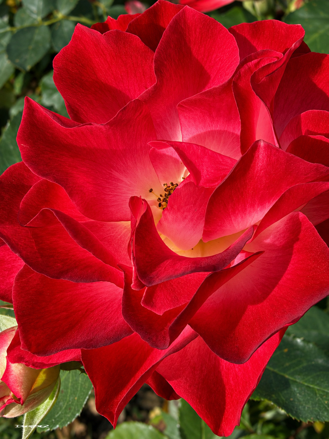 A vibrant red rose in full bloom with velvety petals and a soft yellow center is surrounded by green foliage.