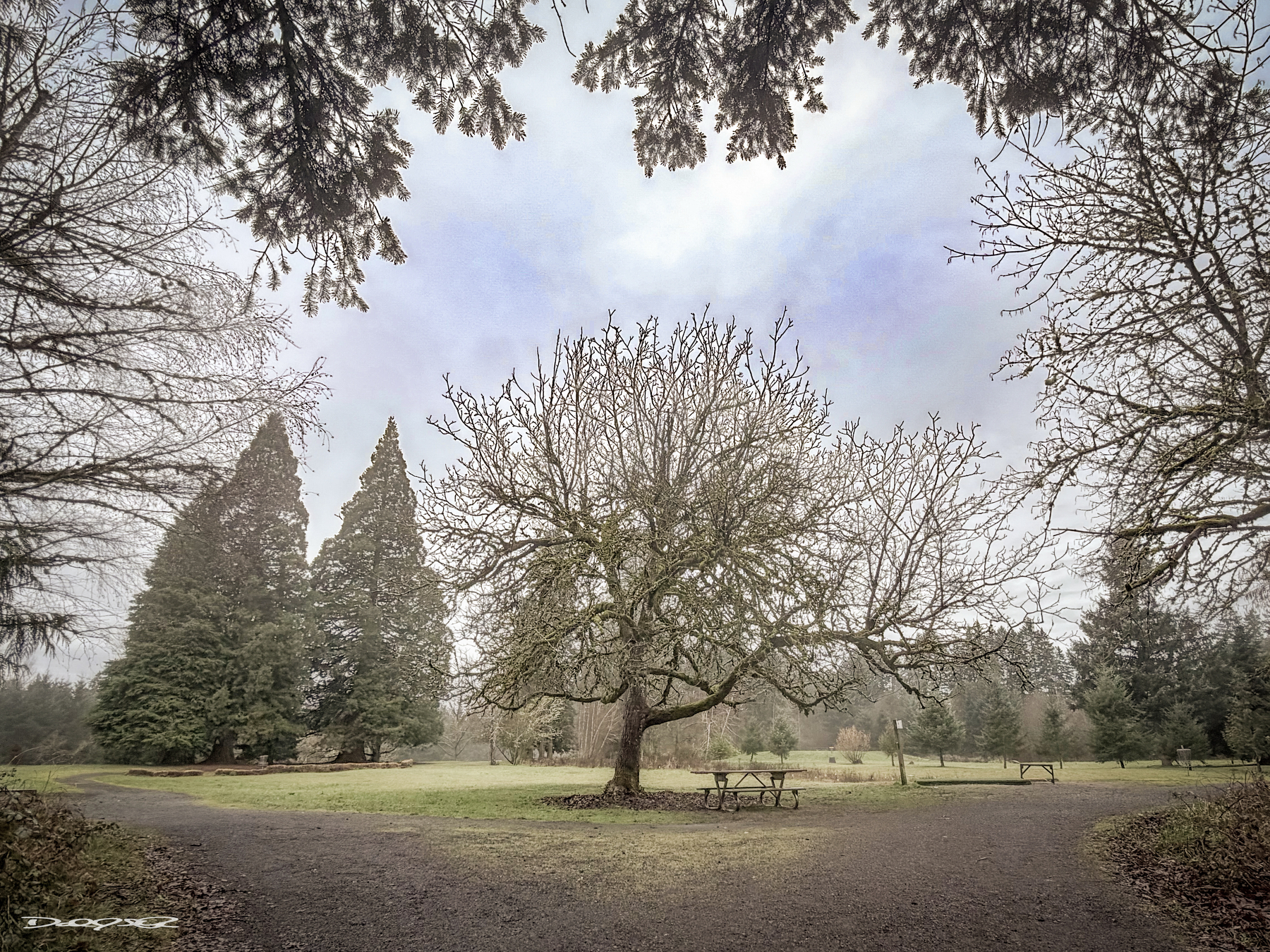 A leafless tree stands centrally in a serene park setting, surrounded by paths, evergreen trees, and distant benches under a cloudy sky.